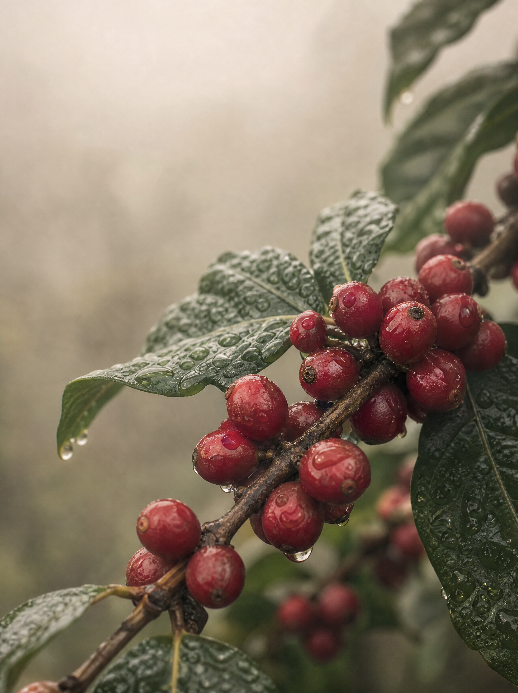 Gros plan cerises de café rouges mouillées sur branche – gouttes eau, feuilles vertes, brume