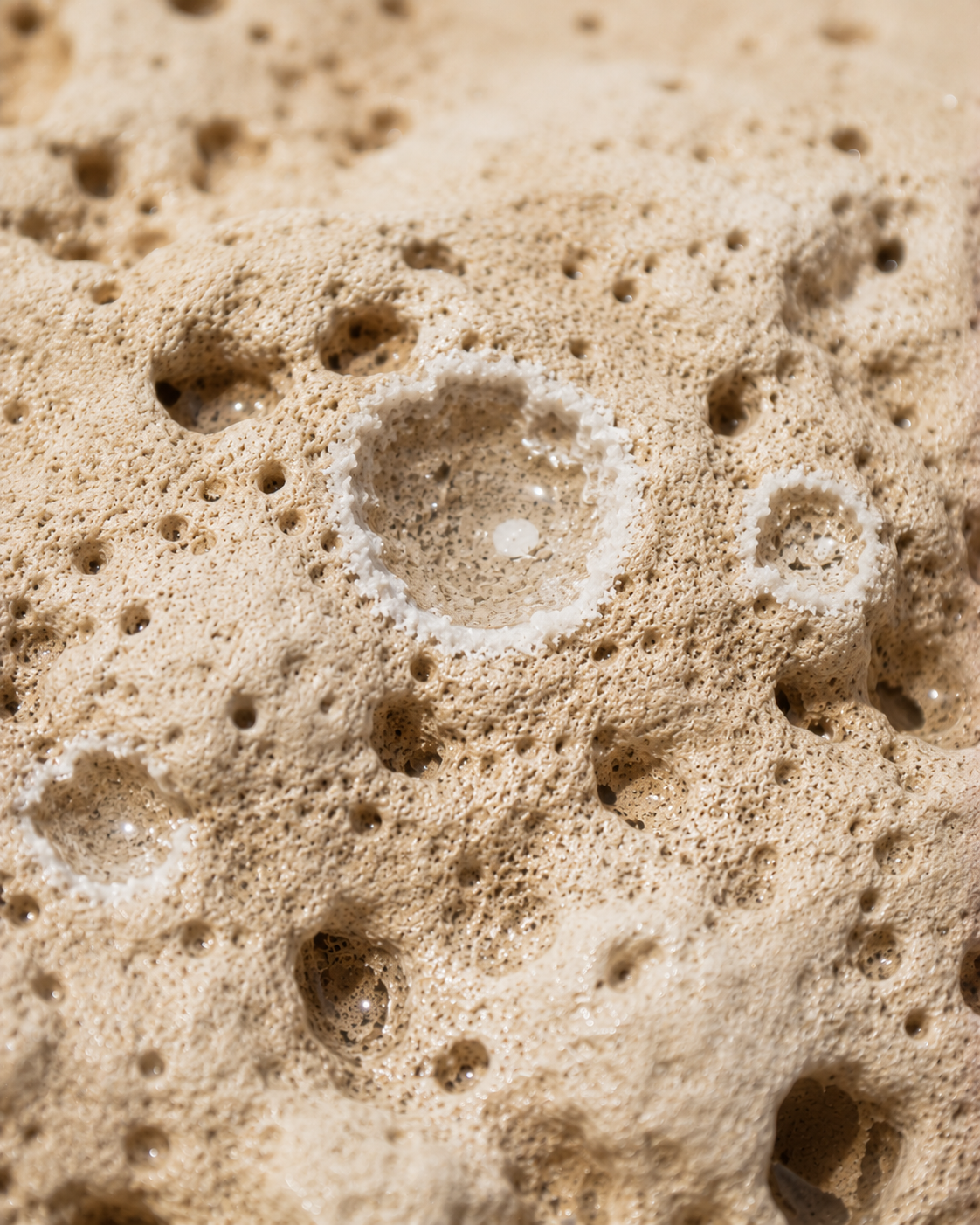 Gros plan éponge naturelle – alvéoles profondes et texture organique sable beige