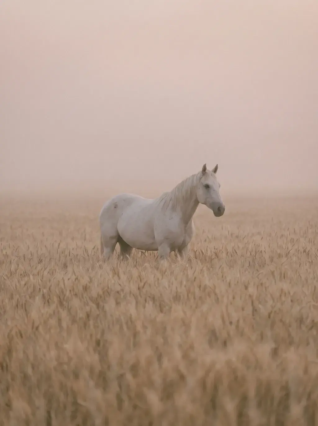Cheval blanc seul dans un champ de blé doré dans la brume rose du crépuscule