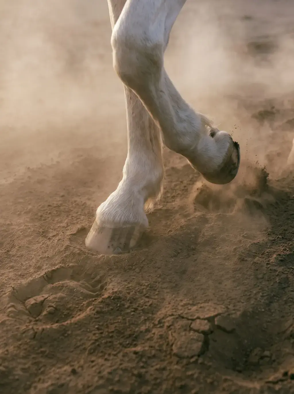 Gros plan des sabots d'un cheval blanc galopant dans la poussière rouge-brune