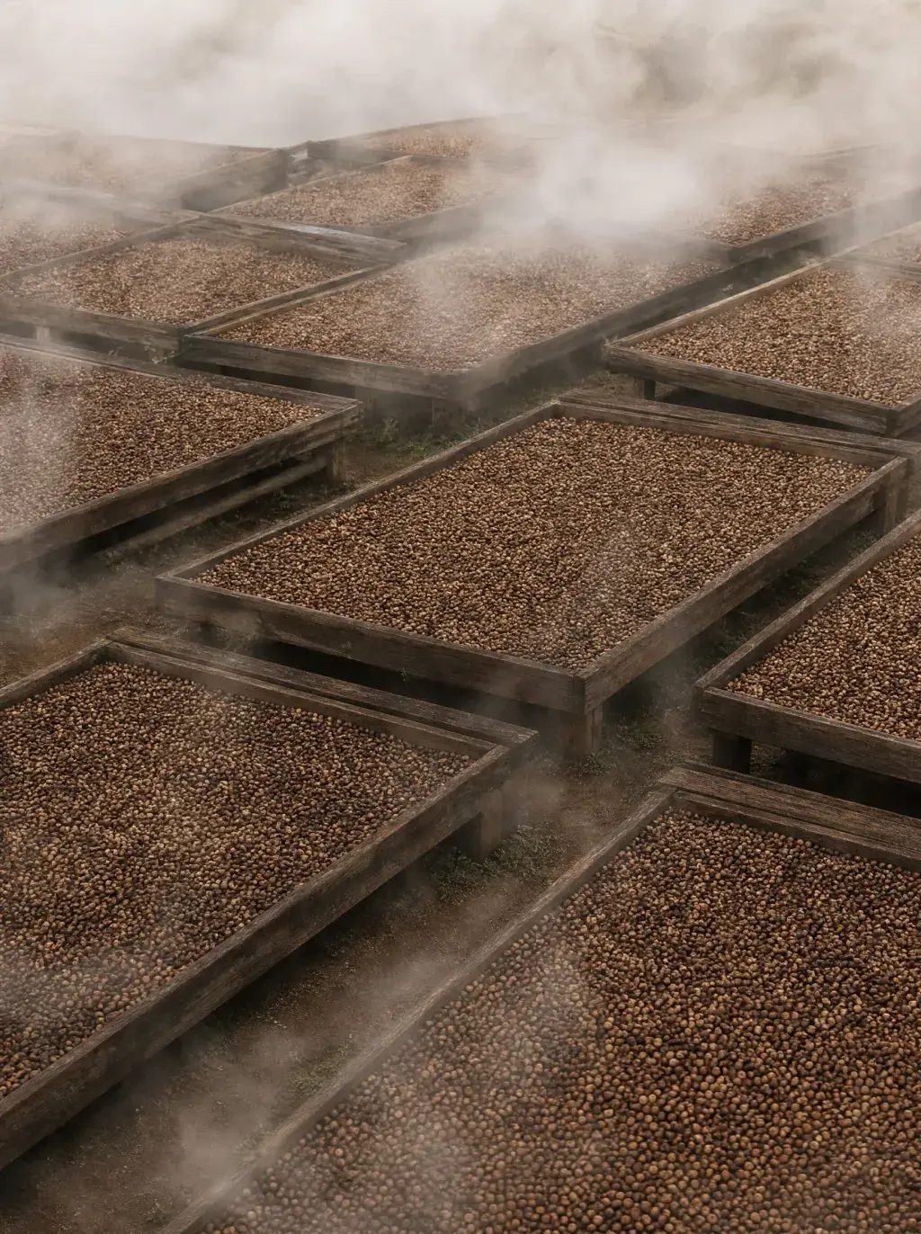 Lits de séchage café vue plongeante – rangées serrées, brume dense, paysage agricole