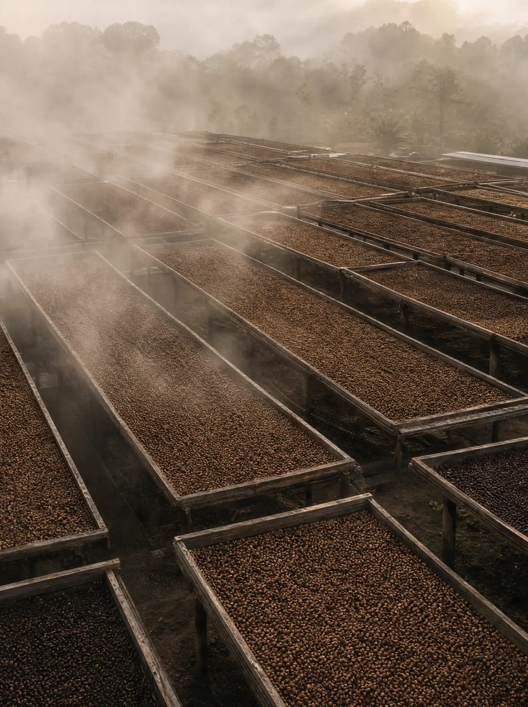 Lits de séchage de café en rangées – cerises et grains, brume du matin, vue plongeante