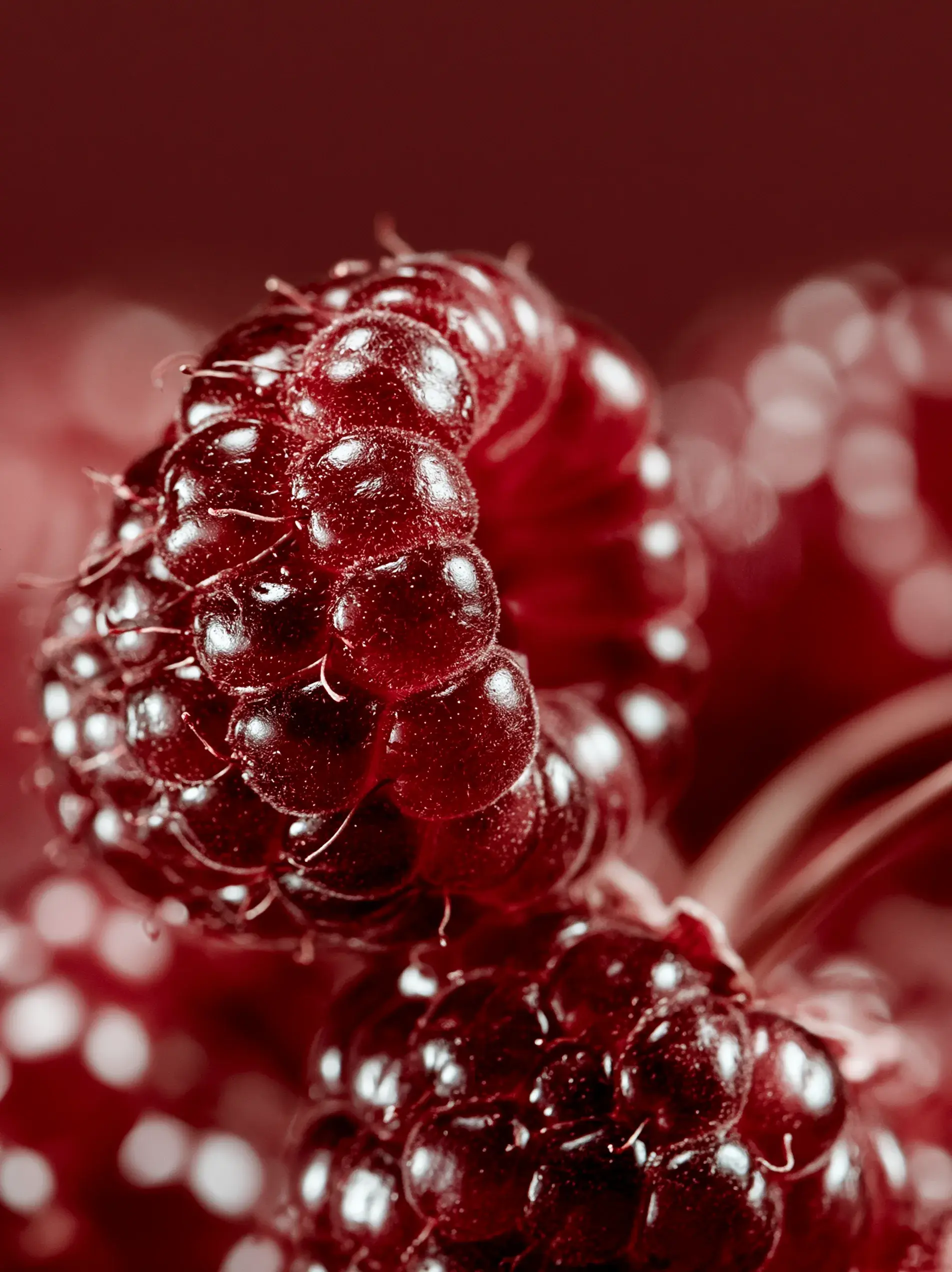Macro gros plan mûres brillantes avec gouttelettes – texture fruit rouge, fond bordeaux
