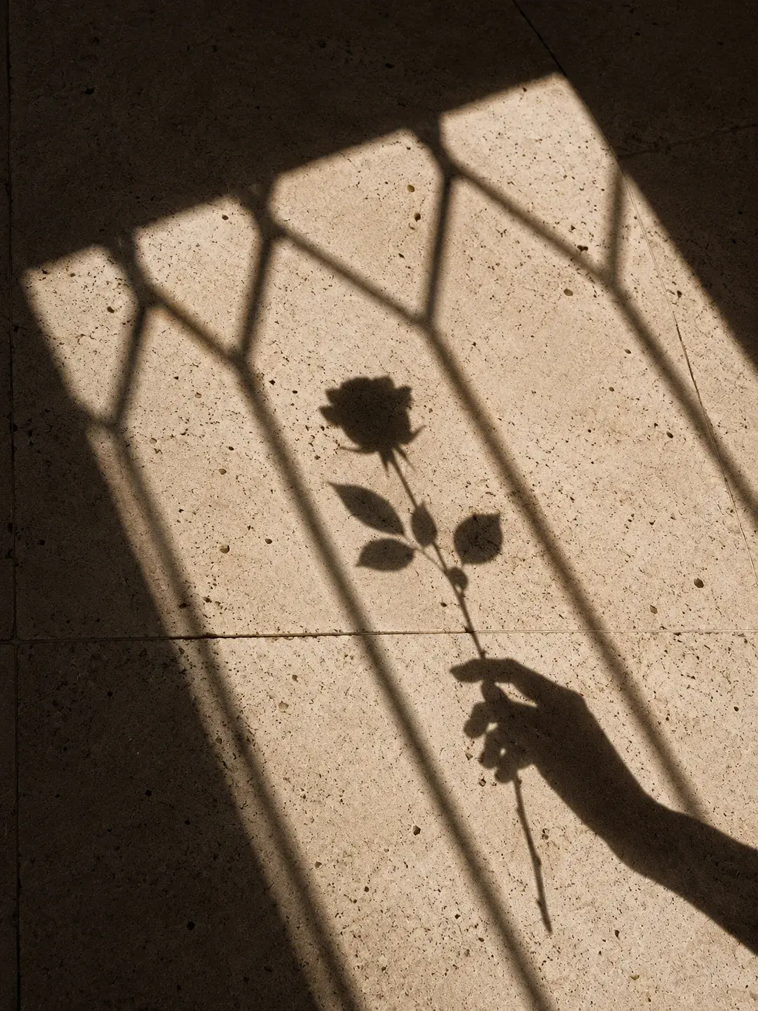 Ombre d'une rose tenue à la main projetée sur travertin beige avec rayures diagonales lumineuses d'une fenêtre à barreaux
