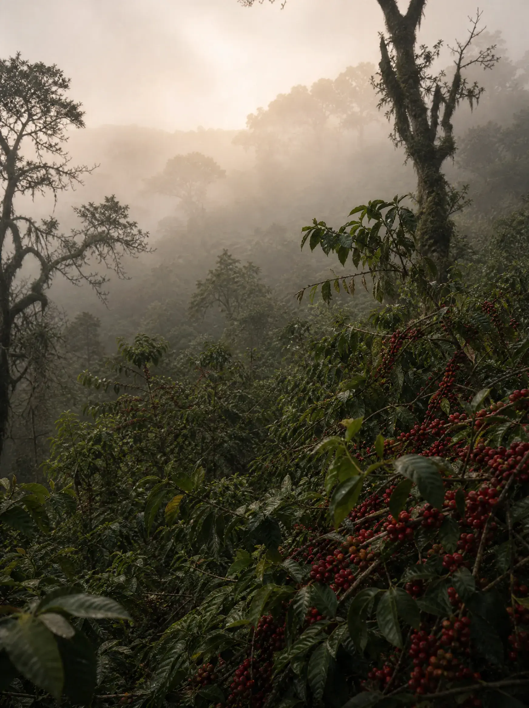 Plantation de caféiers dans la brume – cerises rouges mûres, végétation dense, lumière brumeuse