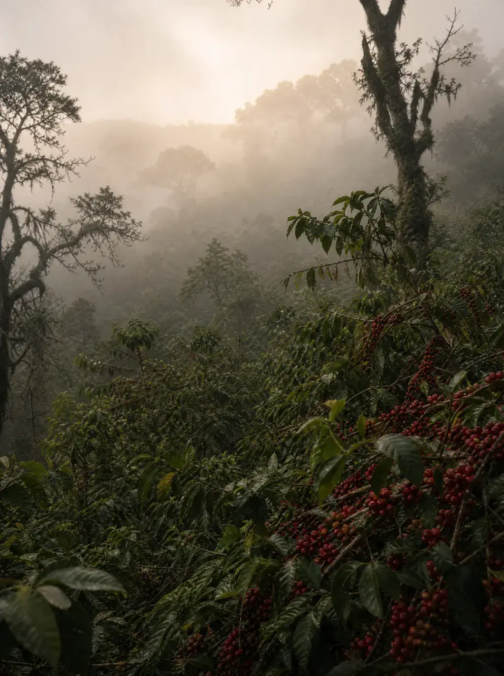 Plantation de caféiers dans la brume – cerises rouges mûres, végétation dense, lumière brumeuse