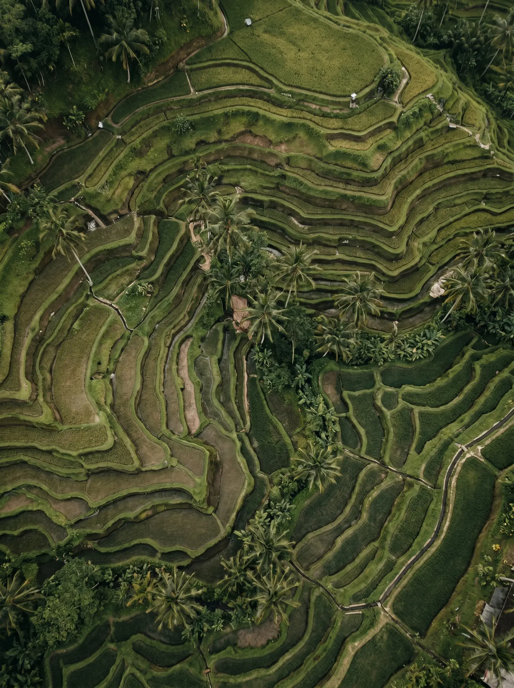 Vue aérienne en drone sur rizières en terrasses de Tegallalang, Bali, formes courbes vertes et palmiers entre les terrasses