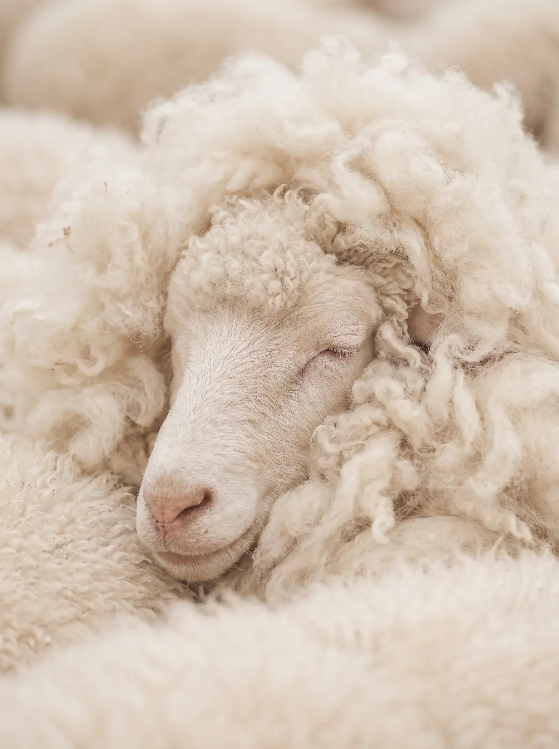 Portrait rapproché d'un mouton endormi, le visage niché dans son épaisse toison bouclée