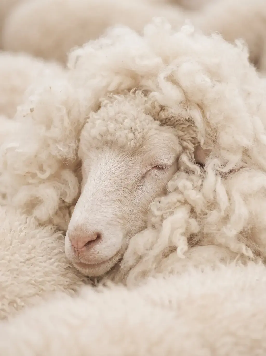 Portrait rapproché d'un mouton endormi, le visage niché dans son épaisse toison bouclée