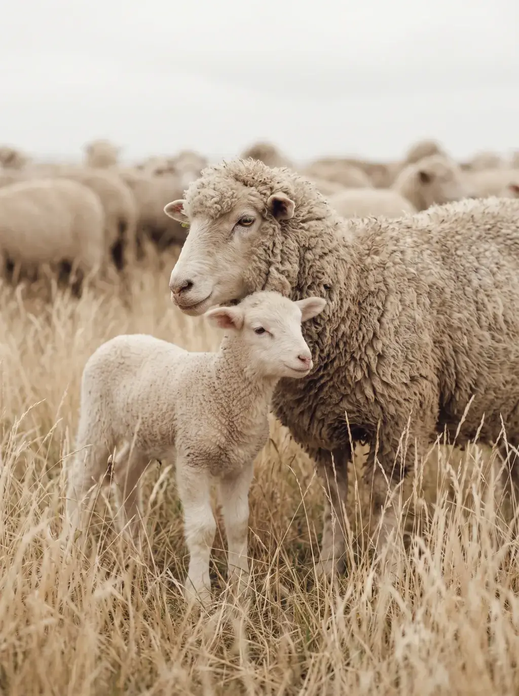 Brebis et son agneau dans un champ d'herbes sèches