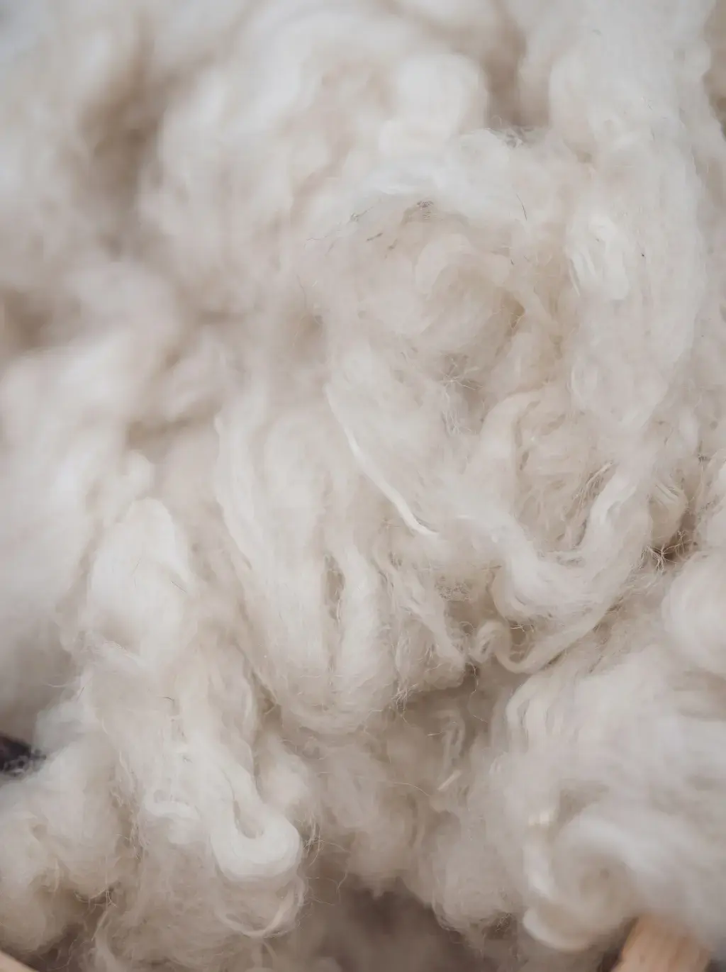 Gros plan sur les boucles soyeuses d'une laine brute écrue