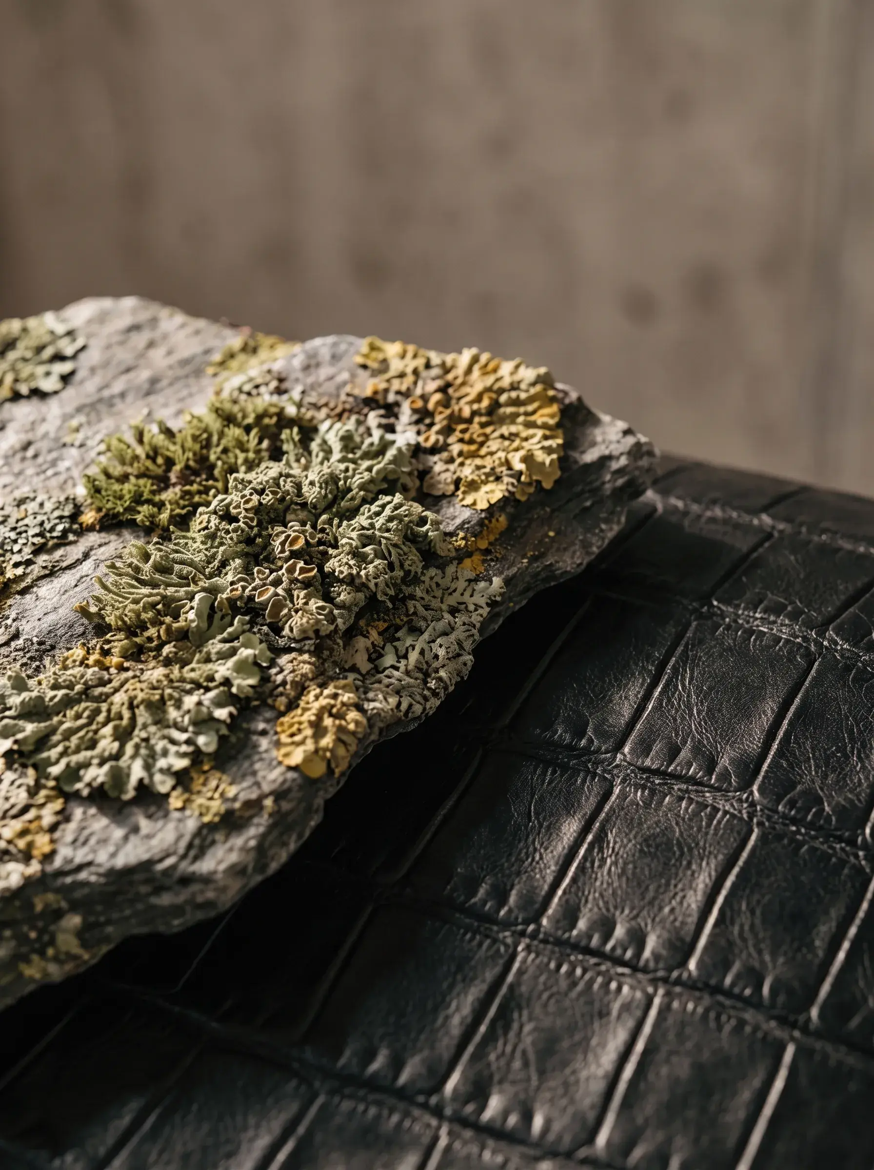 Mousse végétale et lichen posés sur une surface de cuir noir texturé